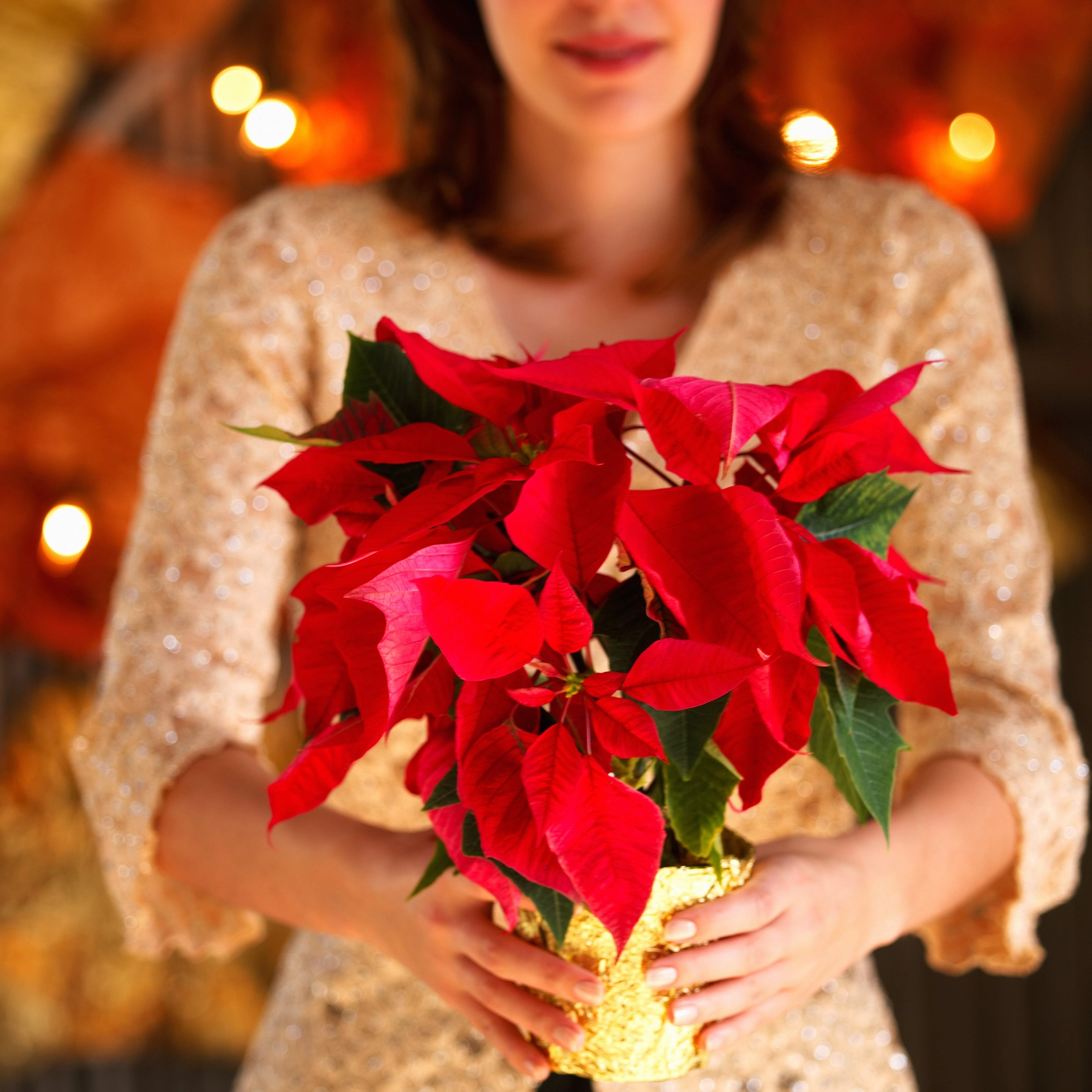 Looking for Christmas flowers in Singapore? Look no further than Windflower Florist.
